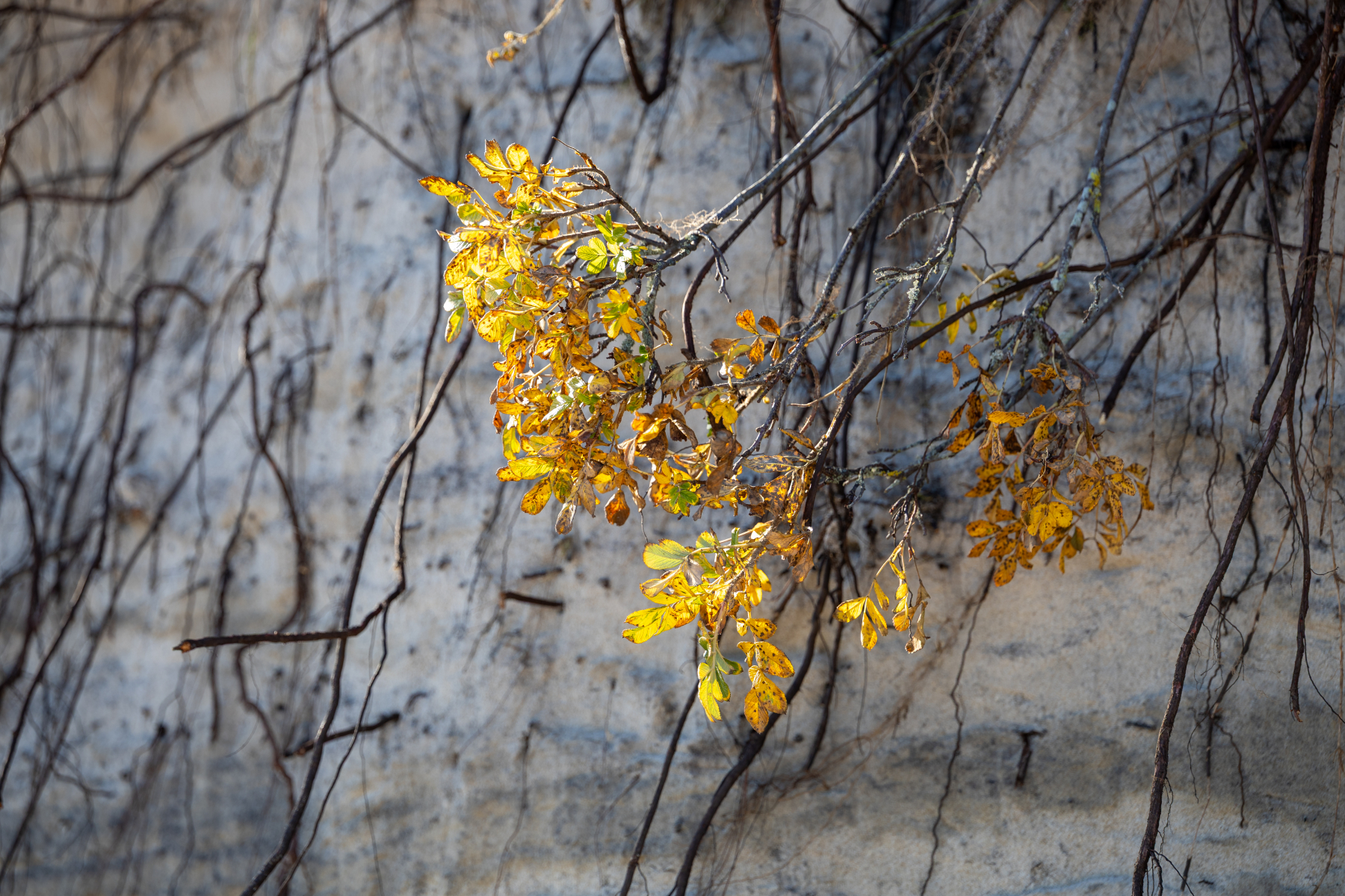 20251018-3M3A2352 20251018-3M3A2352