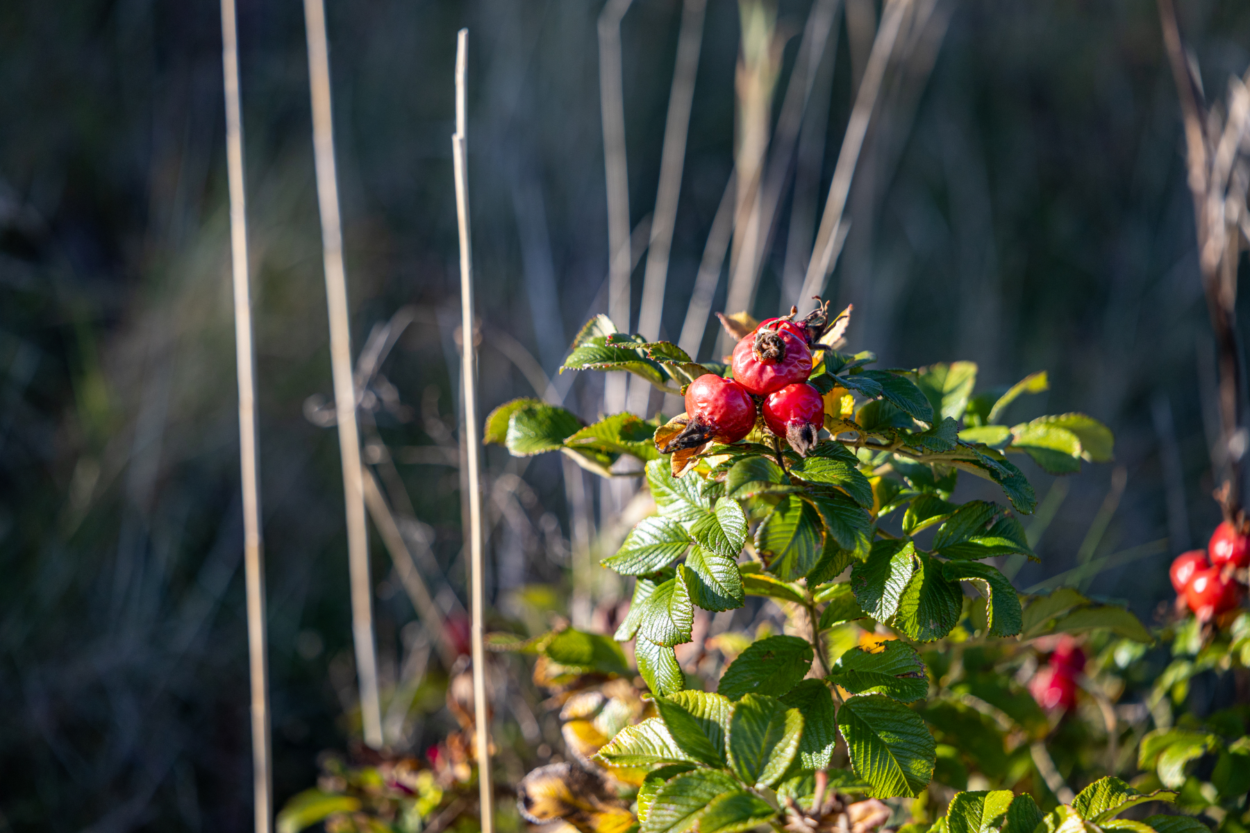 20251019-3M3A2636 20251019-3M3A2636