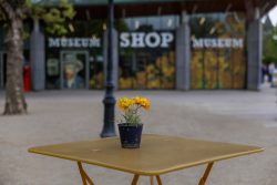 Amsterdam und Umgebung April 2025 Ein einzelner Blumentopf schmückt einen gelben Tisch vor dem Museumseingang Amsterdam und Umgebung April 2025 Gelber Tisch mit Blumentopf vor Museumseingang