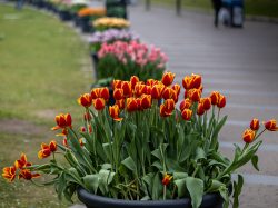 Amsterdam und Umgebung April 2025 Eine Reihe von violetten Tulpen in einem städtischen Park Amsterdam und Umgebung April 2025 Violette Tulpen pflanzen am Wegesrand eines Stadtparks