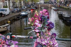 Amsterdam und Umgebung April 2025 Ein Fahrrad, mit bunten Blumen geschmückt, steht an einem malerischen Amsterdamer Kanal Amsterdam und Umgebung April 2025 Fahrrad dekoriert mit rosa Blumen an einem Kanal in Amsterdam