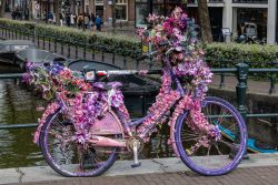 Amsterdam und Umgebung April 2025 Ein farbenfrohes, blumenverziertes Fahrrad am Amsterdamer Kanal Amsterdam und Umgebung April 2025 Mit lila Blumen geschmücktes Fahrrad in Amsterdam