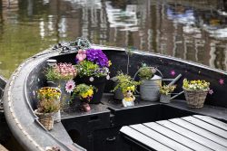 Amsterdam und Umgebung April 2025 Ein traditionelles Boot dekoriert mit farbenfrohen Blumen im Amsterdamer Kanal. Amsterdam und Umgebung April 2025 Rustikale Bootsgarnitur mit Blumen in Amsterdam-Kanal