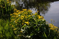 Amsterdam und Umgebung April 2025 Ein idyllisches Foto von Sumpfdotterblumen am Wasserufer Amsterdam und Umgebung April 2025 Gelbe Sumpfdotterblumen blühen am Ufer eines ruhigen Teiches