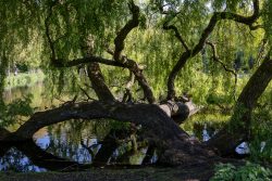 Amsterdam und Umgebung April 2025 Ein imposanter Baum beugt sich über einen stillen Teich in einem malerischen Park Amsterdam und Umgebung April 2025 Großer gebogener Baum über ruhigem Teich mit üppigem Laub