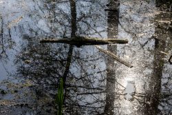 Amsterdam und Umgebung April 2025 Sonnenlicht und Baumspiegelungen auf einem friedlichen Waldteich Amsterdam und Umgebung April 2025 Reflexion von Bäumen und Ästen auf einem ruhigen Waldteich