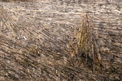 Amsterdam und Umgebung April 2025 Ein Kunstwerk, das Linien und Gräser in abstrakter Form darstellt Amsterdam und Umgebung April 2025 Abstraktes Gemälde mit vertikalen Linien und einem zentralen Bündel Gräser