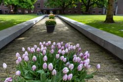 Amsterdam und Umgebung April 2025 Der Park zeigt seine Schönheit mit rosa-weißen Tulpen entlang des gepflasterten Weges Amsterdam und Umgebung April 2025 Blumenbeete mit rosa-weißen Tulpen in einem gepflegten Parkweg