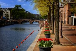 Amsterdam und Umgebung April 2025 Ein idyllischer Frühlingsblick auf einen Kanal in Amsterdam Amsterdam und Umgebung April 2025 Amsterdam Kanal mit Tulpen, Bäumen und Brücke an einem sonnigen Tag