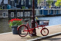Amsterdam und Umgebung April 2025 Ein rotes Fahrrad steht an einem Kanal in Amsterdam neben einem Topf mit roten Tulpen Amsterdam und Umgebung April 2025 Rotes Fahrrad an einer Laterne am Kanal in Amsterdam, mit Tulpen und Hausbooten