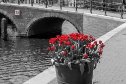 Amsterdam und Umgebung April 2025 Ein Blumenarrangement aus rot leuchtenden Tulpen vor einer schwarz-weißen Kulisse in Amsterdam Amsterdam und Umgebung April 2025 Rote Tulpen in Amsterdam vor einer Grachtenbrücke
