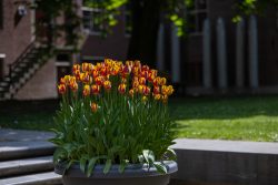 Amsterdam und Umgebung April 2025 Ein Topf voller leuchtender Tulpen verschönert einen städtischen Platz Amsterdam und Umgebung April 2025 Blumentopf mit rot-gelben Tulpen in städtischer Umgebung