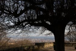 Bamberg - Bamberg Weihnachtsmarkt 2023 Ein mächtiger Baum rahmt die Aussicht auf eine winterliche Stadt ein Bamberg - Bamberg Weihnachtsmarkt 2023 Großer Baum mit Blick auf Stadtlandschaft im Winter