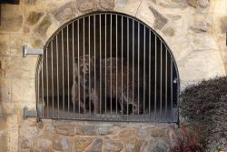 Bamberg - Bamberg Weihnachtsmarkt 2023 Ein Braunbär steht in einem steinernen Gehege hinter Metallgittern. Bamberg - Bamberg Weihnachtsmarkt 2023 Braunbär in einem Gehege mit steinernen Wänden und Metallgittern