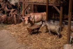 Bamberg - Bamberg Weihnachtsmarkt 2023 Eine Kuh und ein Esel teilen einen Stall, umgeben von Heu Bamberg - Bamberg Weihnachtsmarkt 2023 Kuh und Esel in einem rustikalen Stall mit Heu