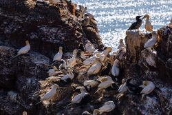 Fotografie von Aloys Peter Trenz Basstölpelkolonie an felsiger Küste mit glitzerndem Meerwasser im Hintergrund Ausgewählte Fotomotive von Aloys Peter Trenz