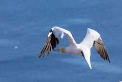 Fotografie von Aloys Peter Trenz Fliegender Basstölpel über blauem Ozeanhintergrund Ausgewählte Fotomotive von Aloys Peter Trenz