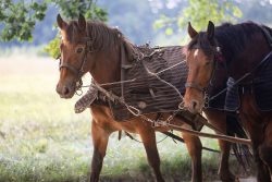 Fotografie von Aloys Peter Trenz Zwei Pferde ziehen ein landwirtschaftliches Gespann auf einem Feld Ausgewählte Fotomotive von Aloys Peter Trenz