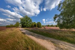 Fotografie von Aloys Peter Trenz Landschaft mit Sandweg und lila Heidekraut unter blauem Himmel Ausgewählte Fotomotive von Aloys Peter Trenz