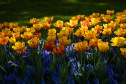Fotografie von Aloys Peter Trenz Bunte Tulpen und blaue Traubenhyazinthen im Sonnenlicht in einem Garten Ausgewählte Fotomotive von Aloys Peter Trenz