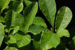 Frankfurt IG Farbengebaeude Goethe Universitaet Nahaufnahme von grünen Blättern mit Tautropfen