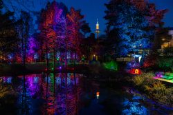 Frankfurt Palmengarten Winterlichter 2025 Bunte Lichter bei Nacht im Park, Fernsehturm im Hintergrund
