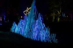 Frankfurt Palmengarten Winterlichter 2025 Leuchtende Bambuskonstruktion mit LED-Stern in Nachtlandschaft