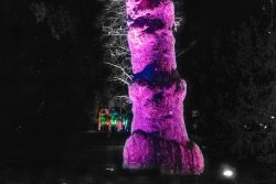 Frankfurt Palmengarten Winterlichter 2025 Beleuchteter Baum bei Nacht mit pinkem und grünem Licht