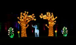 Frankfurt Palmengarten Winterlichter 2025 Beleuchtete Bäume und Rentier in nächtlicher Gartenausstellung
