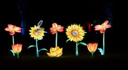 Frankfurt Palmengarten Winterlichter 2025 Beleuchtete Blumen und Biene in einem nächtlichen Lichtergarten