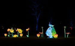 Frankfurt Palmengarten Winterlichter 2025 Leuchtende Blumen und Pfau im Dunkeln bei Kunstinstallation