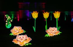 Frankfurt Palmengarten Winterlichter 2025 Leuchtende Blumeninstallationen bei Nacht auf einem Festival