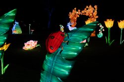 Frankfurt Palmengarten Winterlichter 2025 Beleuchtete Tier- und Pflanzenfiguren bei Nacht im Park