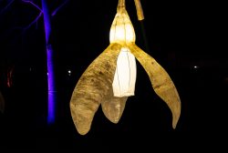 Frankfurt Palmengarten Winterlichter 2025 Leuchtende Blütenskulptur bei Nacht im Park mit violett beleuchtetem Baum