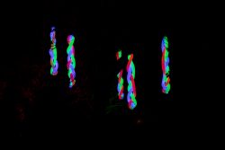 Frankfurt Palmengarten Winterlichter 2025 Bunte LED-Lichtbänder in der Dunkelheit