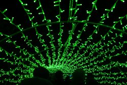 Frankfurt Palmengarten Winterlichter 2025 Grüner Lichtertunnel mit silhouettierter Menschenmenge in einer Nachtaufnahme