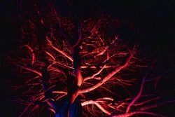 Frankfurt Palmengarten Winterlichter 2025 Baum in intensiver roter Beleuchtung bei Nacht