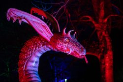 Frankfurt Palmengarten Winterlichter 2025 Leuchtend roter Drachenkopf vor dunklen Bäumen bei Nacht