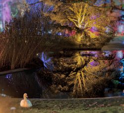 Frankfurt Palmengarten Winterlichter 2025 Schwan vor beleuchtetem Baum im Wasser gespiegelt