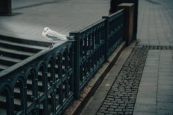 Hamburg Architekturfotografie und Hafen Februar 2024 Möwe auf einem Stadtgeländer nahe Kopfsteinpflaster