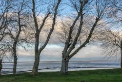 Insel Sylt Februar 2025 Kahle Bäume säumen ein friedliches Meeresufer im Winter Insel Sylt Februar 2025 Winterliche Bäume am Ufer eines ruhigen Meeres mit blauem Himmel