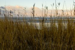 Insel Sylt Februar 2025 Ein friedlicher Moment am Seeufer mit Schilfrohr und Morgenhimmel Insel Sylt Februar 2025 Schilfrohr am Seeufer bei Sonnenaufgang mit Wolkenhimmel