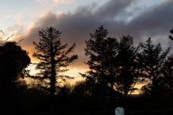 Insel Sylt Februar 2025 Ein stimmungsvoller Sonnenuntergang mit Bäumen im Vordergrund und bunten Wolken am Himmel Insel Sylt Februar 2025 Sonnenuntergang hinter Silhouette von Bäumen mit buntem Himmel