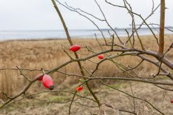 Insel Sylt Februar 2025 Ein Hagebuttenzweig im Fokus vor einer Küstenlandschaft Insel Sylt Februar 2025 Hagebuttenzweig am Strand mit unscharfem Meer im Hintergrund