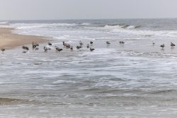 Insel Sylt Februar 2025 Eine Gruppe Möwen am Strand bei ruhigem Wellengang Insel Sylt Februar 2025 Möwen am sandigen Strand mit Wellen im Hintergrund
