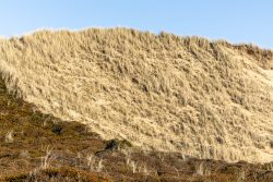 Insel Sylt Februar 2025 Eine Sanddüne bedeckt mit trockenem Gras unter klarem Himmel Insel Sylt Februar 2025 Sanddüne mit trockenem Gräserbewuchs an einem sonnigen Tag