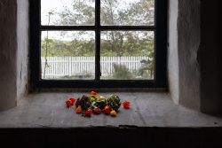 Insel Sylt und Hallig Hooge Oktober 2025 Ein Arrangement bunter Blumen vor einem historischen Fenster mit Gartenblick Insel Sylt und Hallig Hooge Oktober 2025 Farbenfrohes Blumenarrangement auf Fensterbank vor altem Fenster mit Blick auf Garten