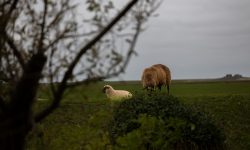 Insel Sylt und Hallig Hooge Oktober 2025 Ein Muttertier mit seinem Lamm auf einer ruhigen Weide Insel Sylt und Hallig Hooge Oktober 2025 Zwei Schafe grasen friedlich auf einer grünen Wiese
