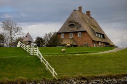 Insel Sylt und Hallig Hooge Oktober 2025 Ein idyllisches Reetdachhaus mit weidenden Schafen auf einem Hügel Insel Sylt und Hallig Hooge Oktober 2025 Traditionelles Reetdachhaus auf grasbewachsenem Hügel mit Schafen in Norddeutschland