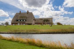 Insel Sylt und Hallig Hooge Oktober 2025 Ein traditionelles Reetdachhaus steht malerisch auf einer grünen Weide voller Schafe. Insel Sylt und Hallig Hooge Oktober 2025 Historisches Reetdachhaus auf einer Weide mit Schafen, umgeben von einem ruhigen Fluss